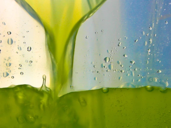 algae circulating in a bioreactor