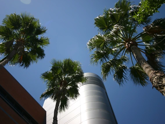 Shot from below of the ECE building and three palm trees.