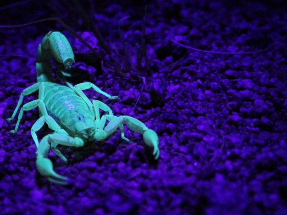 scorpion