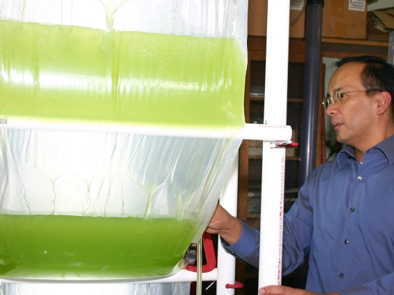 algae biofuel