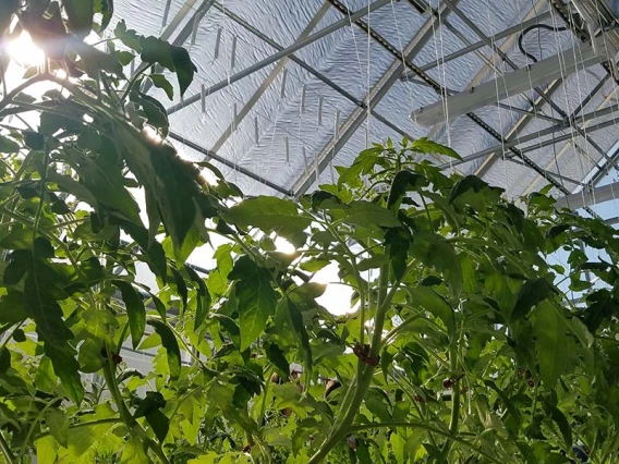 vegetables growing in a greenhouse