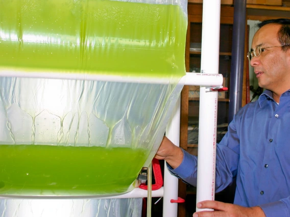 professor examines algae bioreactor