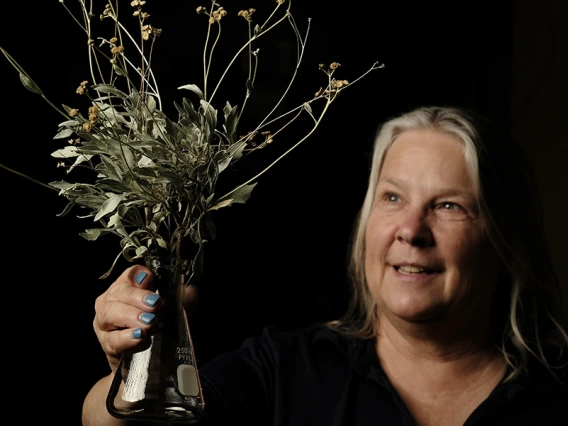 Kim Ogden holds a guayule plant