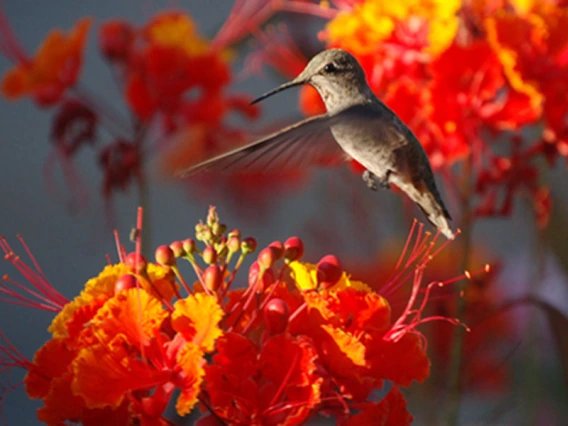 hummingbird and flowers