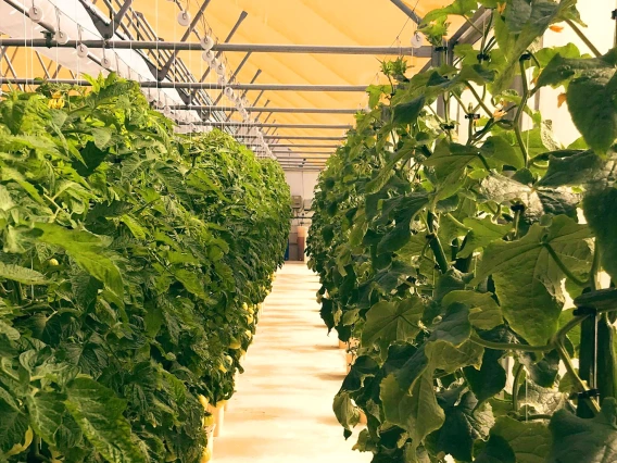 greenhouse interior