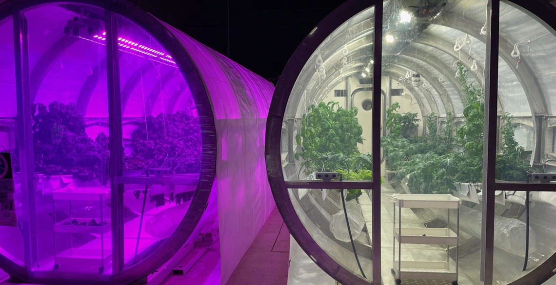 Two glass greenhouses are placed side by side with plants growing inside. The left greenhouse uses a purple light.