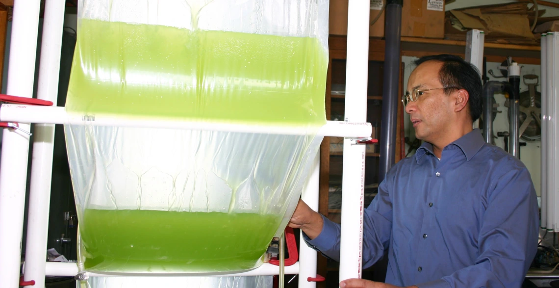 algae biofuel