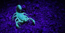 scorpion