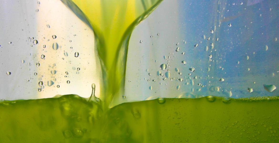 algae circulating in a bioreactor