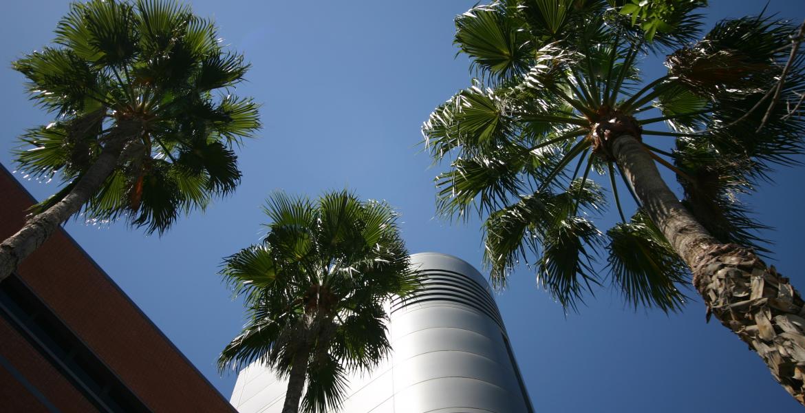 Shot from below of the ECE building and three palm trees.