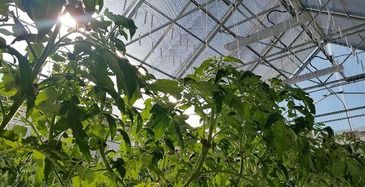 vegetables growing in a greenhouse