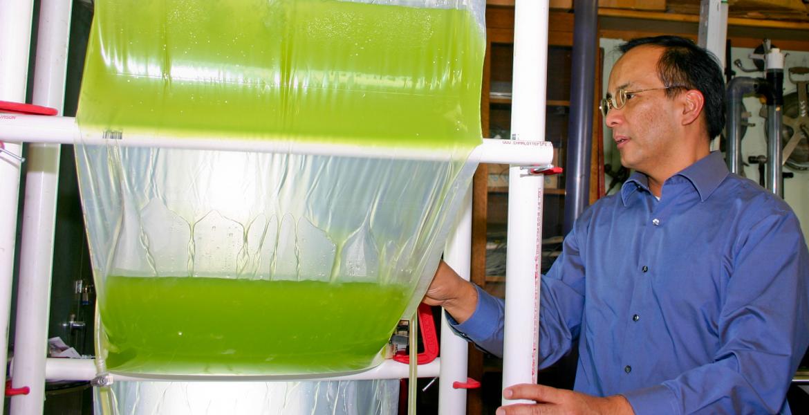 professor examines algae bioreactor