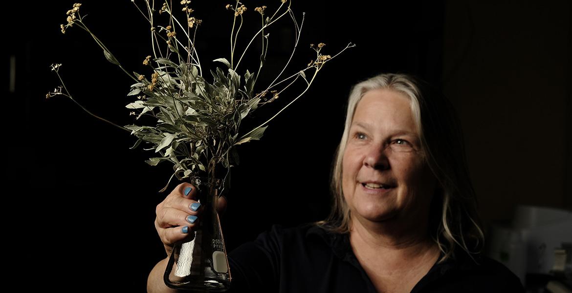 Kim Ogden holds a guayule plant