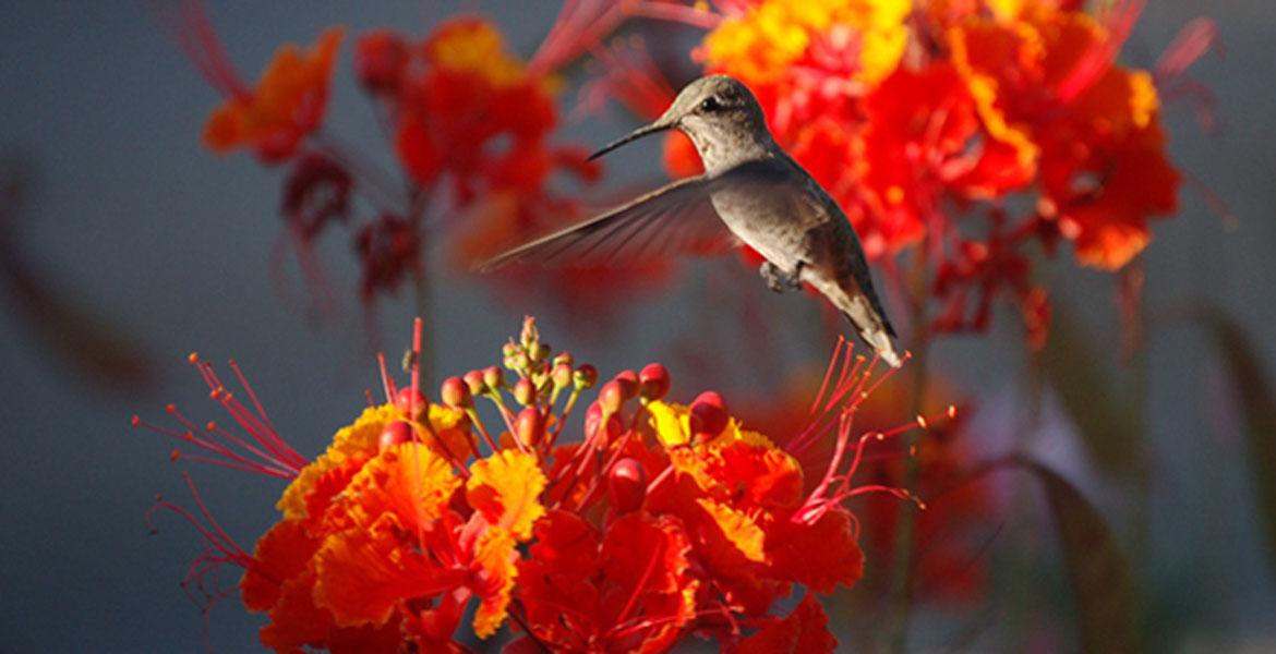 hummingbird and flowers