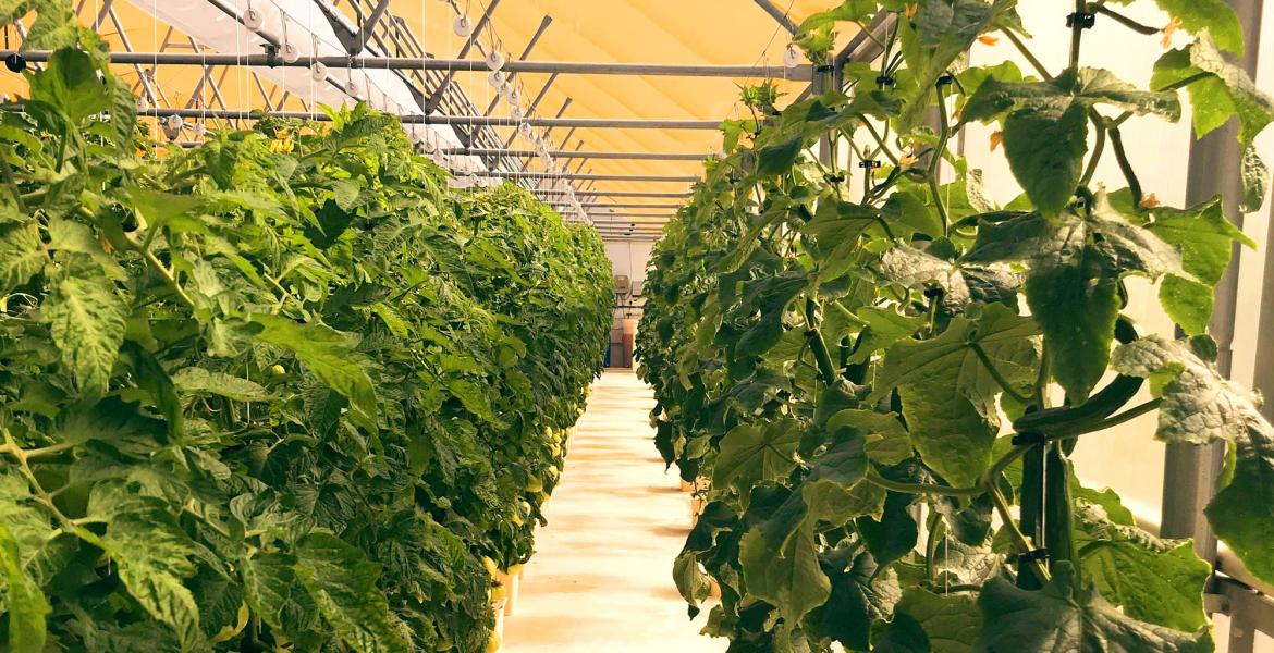 greenhouse interior