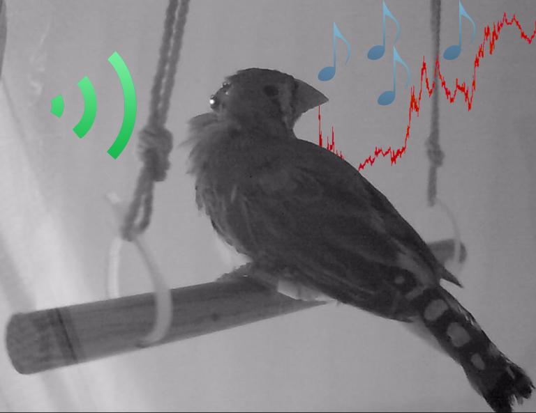 Black and white photo of a bird with red music notes superimposed on the photo