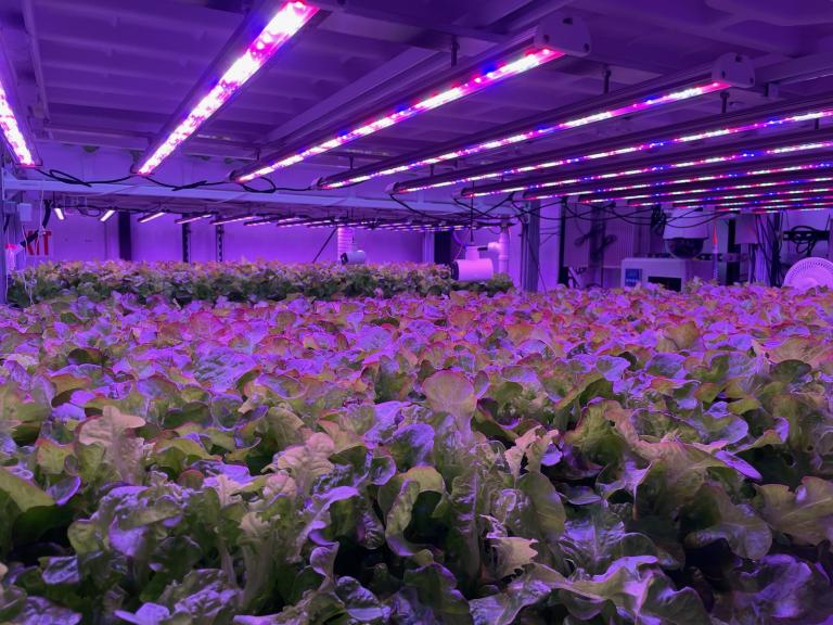 Plants are stacked in a vertical farming greenhouse, encased with purple light.