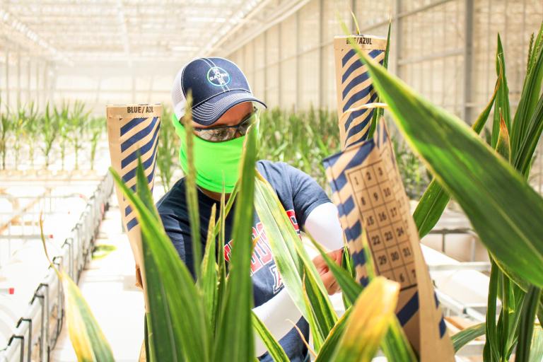 a young woman wearing a mask, goggles and a hat that says "Bayer" works on a plant in a Bayer Greenhouse. The plants are in the foreground and she is seen through the leaves.