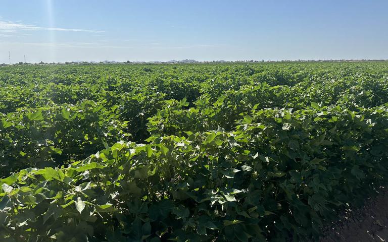 A field of green plants in Pheonix.