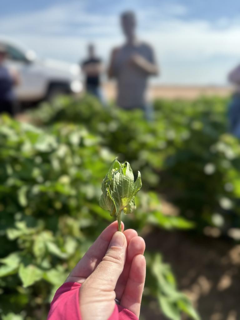 A woman holds up a cotton plant in a green cotton field.