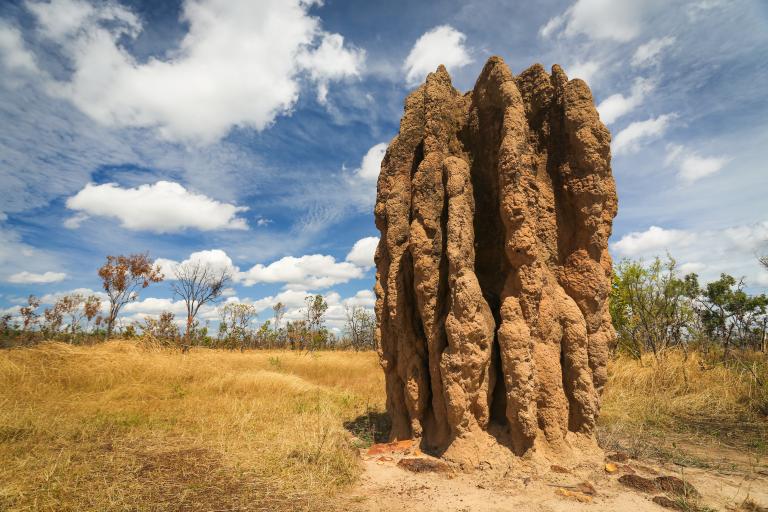 cathedral termite mound