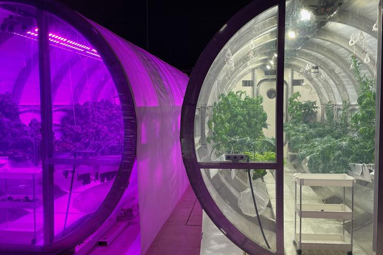 Two glass greenhouses are placed side by side with plants growing inside. The left greenhouse uses a purple light.