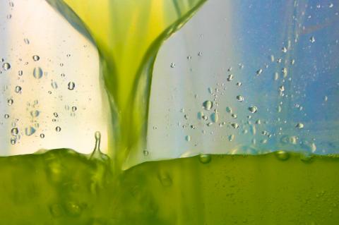 algae circulating in a bioreactor