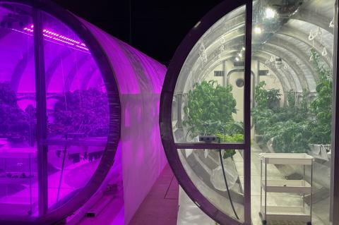 Two glass greenhouses are placed side by side with plants growing inside. The left greenhouse uses a purple light.