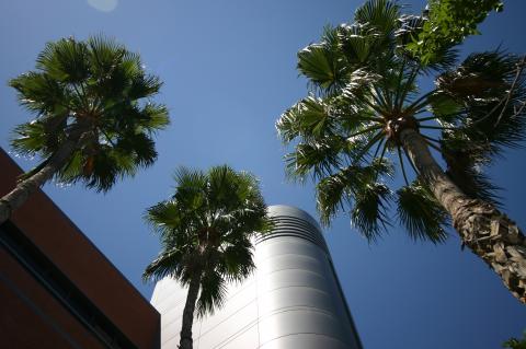 Shot from below of the ECE building and three palm trees.