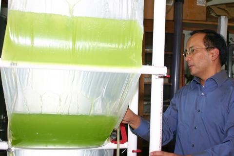 algae biofuel