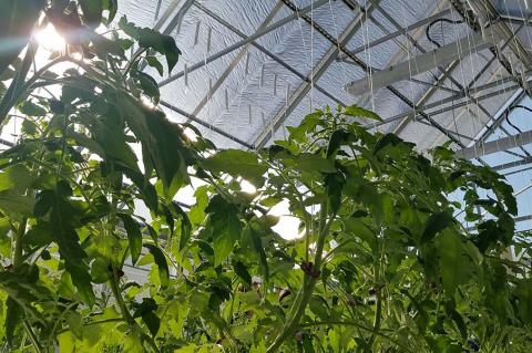 vegetables growing in a greenhouse