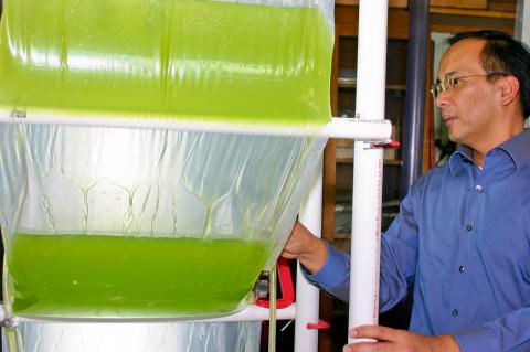 professor examines algae bioreactor