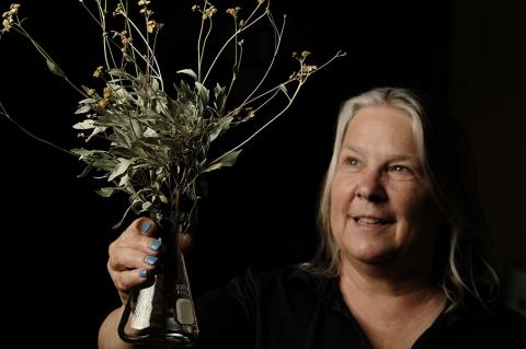 Kim Ogden holds a guayule plant