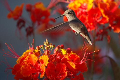 hummingbird and flowers