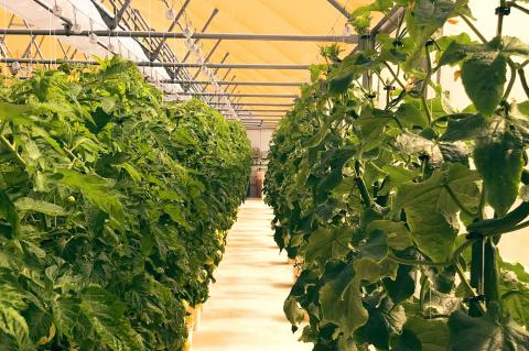 greenhouse interior