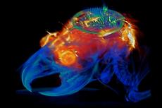A colorful MRI and CT image of a mouse's brain.