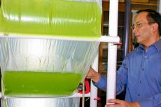 professor examines algae bioreactor