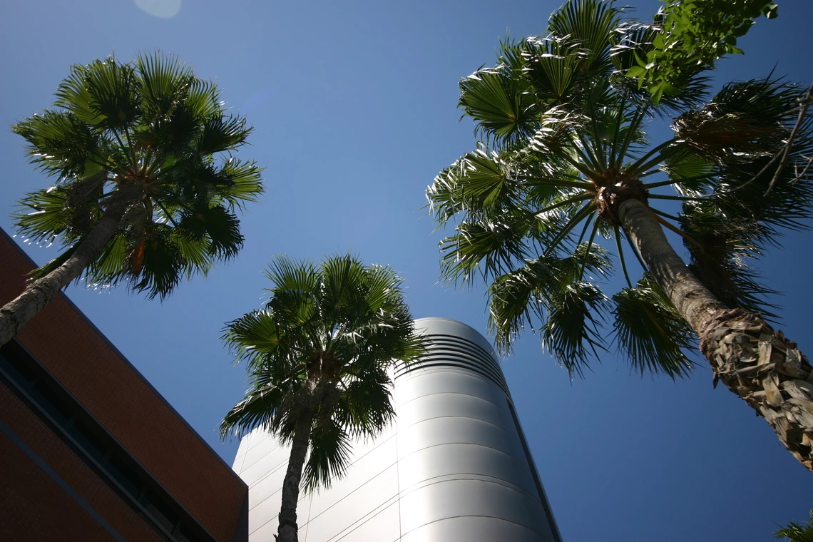 Shot from below of the ECE building and three palm trees.